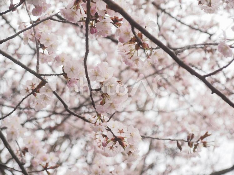 エゾヤマザクラ（北海道札幌市）