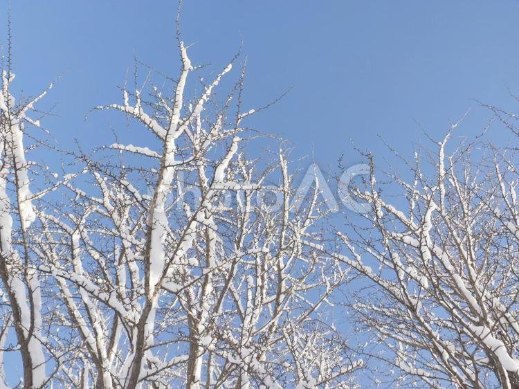 冬の木と青空（北海道札幌市）