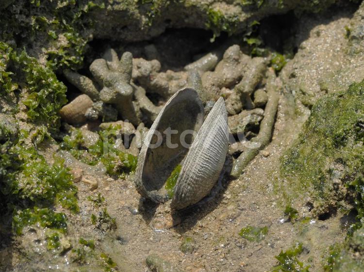 貝殻_ぐしちゃん浜（沖縄県島尻郡八重瀬町）
