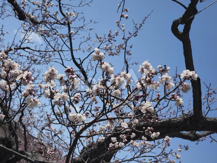 梅の花（北海道札幌市、円山公園）