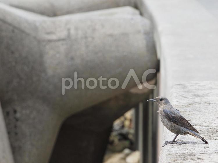 イソヒヨドリ（メス）_あがりティーダ公園（沖縄県中頭郡西原町字東崎）