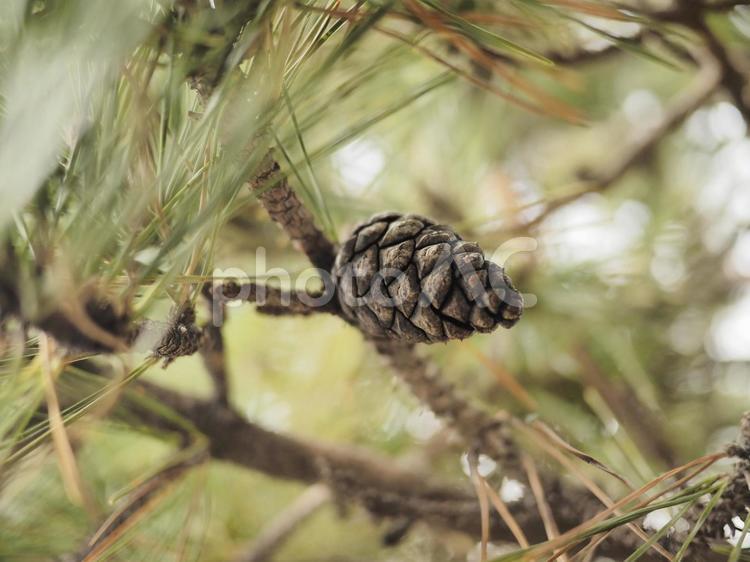 松ぼっくり（北海道函館市、3月）