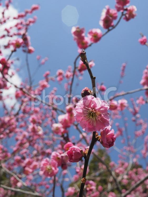 梅の花（北海道札幌市、円山公園）