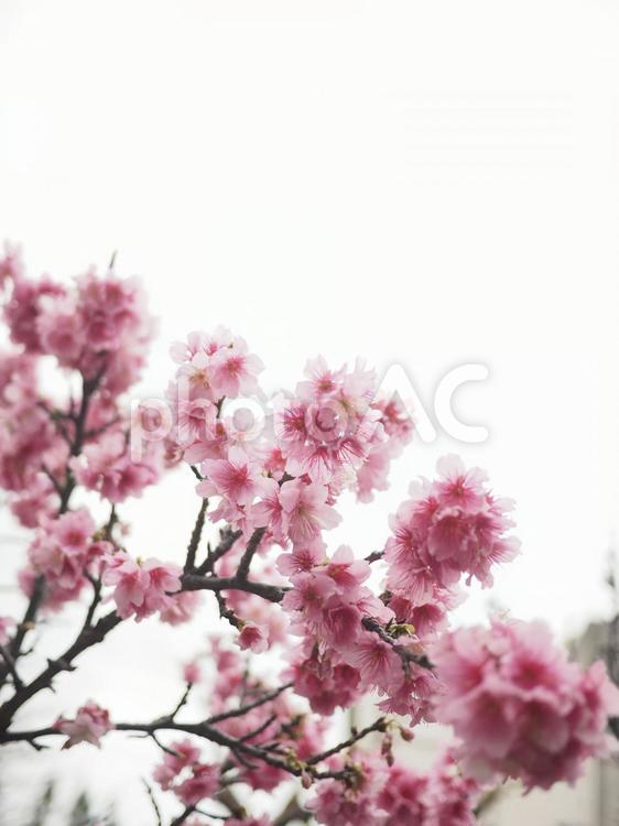 カンヒザクラ(那覇市与儀公園)