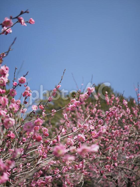 梅の花（北海道札幌市、円山公園）