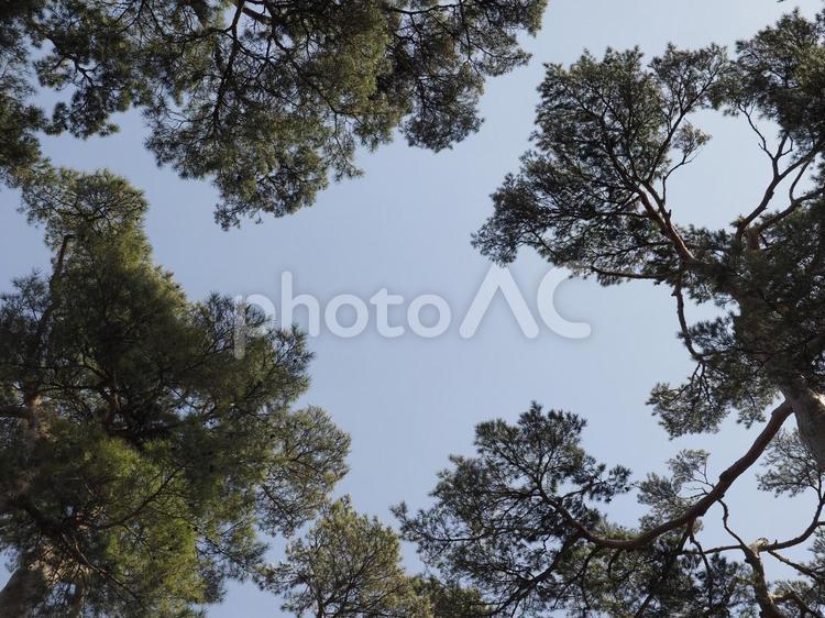 松の木と青空（北海道函館市）
