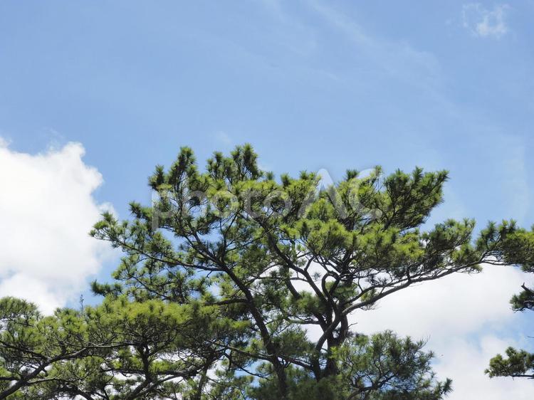 リュウキュウマツ（沖縄県浦添市、浦添城跡、前田高地）