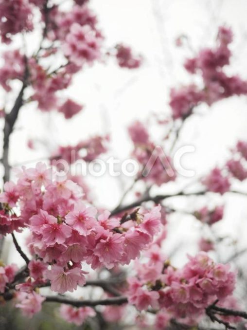 カンヒザクラ(那覇市与儀公園)