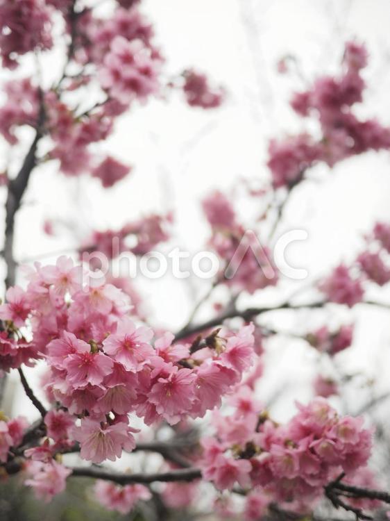 カンヒザクラ(那覇市与儀公園)