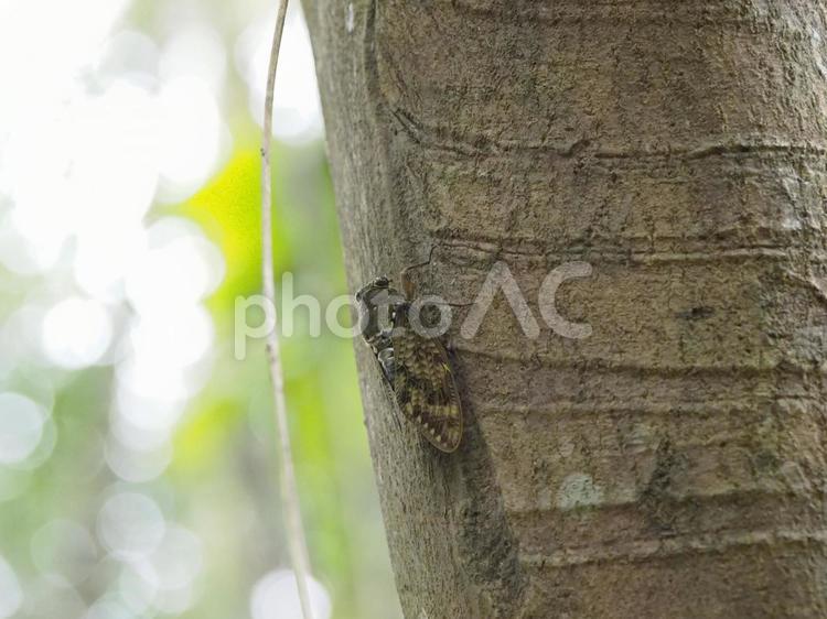 アブラゼミ（沖縄県那覇市首里末吉町）