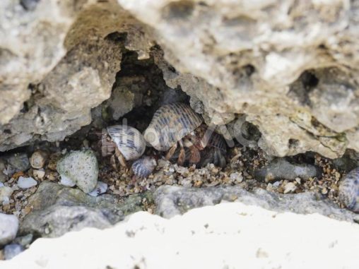 岩に隠れるヤドカリ(沖縄県南城市知念安座間)