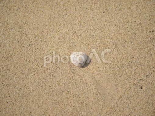 砂浜の貝殻_仲泊海岸(沖縄県恩納村仲泊)