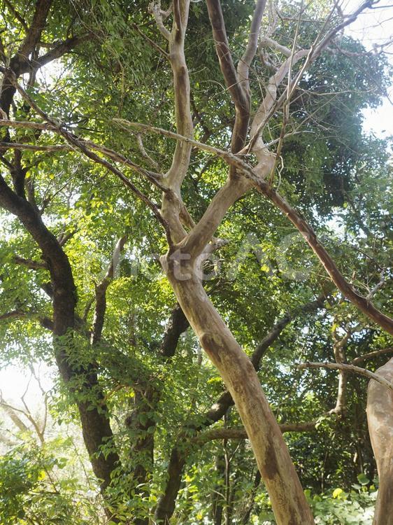 サルスベリの木（沖縄県那覇市）