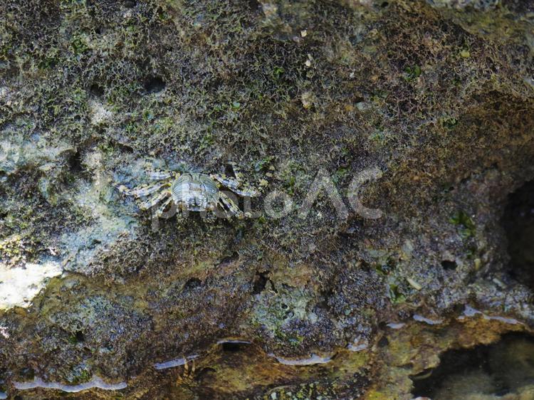 イワガニ_ぐしちゃん浜（沖縄県島尻郡八重瀬町）