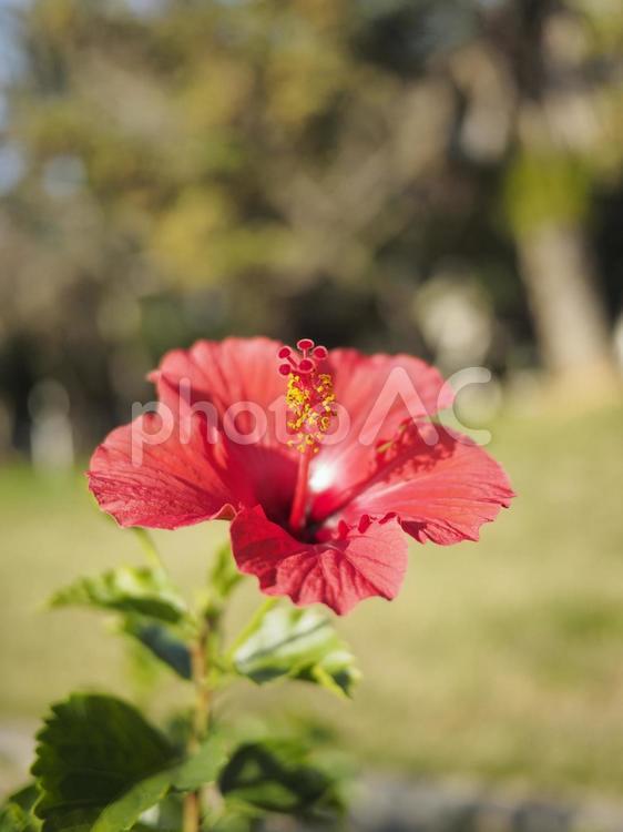 ハイビスカス（沖縄県那覇市）