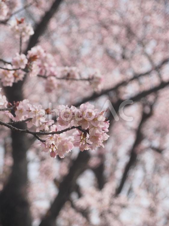 エゾヤマザクラ（北海道札幌市、円山公園）