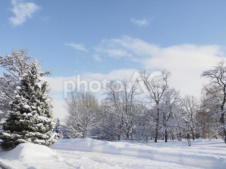 雪積の冬風景(中島公園、北海道札幌市）