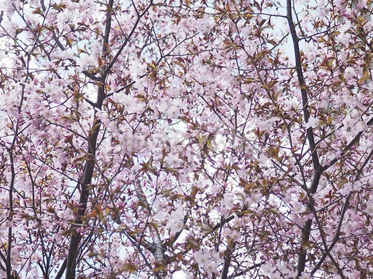 エゾヤマザクラ（北海道札幌市、大通公園）