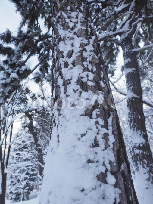 雪に覆われた木の幹（北海道札幌市）