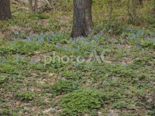 エゾエンゴサク 〔蝦夷延胡索〕（北海道）