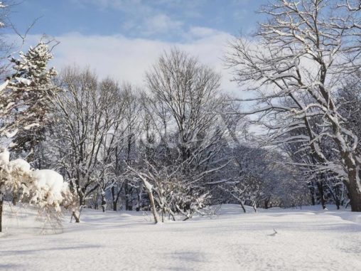 雪積の冬風景(中島公園、北海道札幌市）