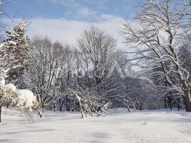 雪積の冬風景(中島公園、北海道札幌市）