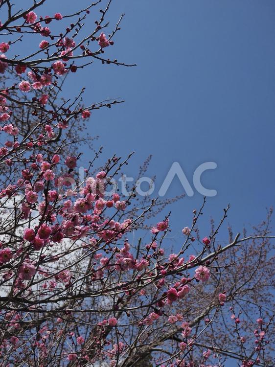梅の花（北海道札幌市、円山公園）