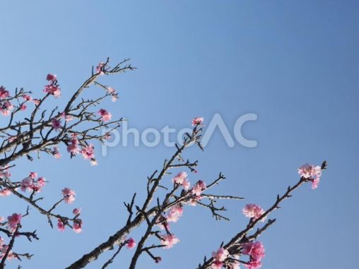 咲き始めのカンヒザクラ