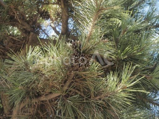 松ぼっくり（北海道函館市）