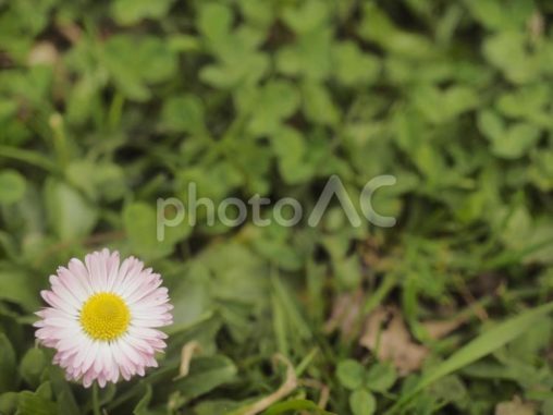 ヒナギク〔デージー〕（北海道札幌市）