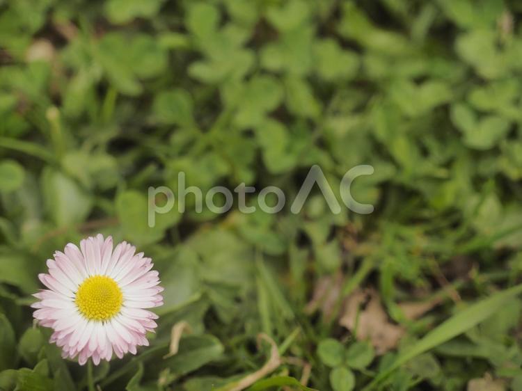 ヒナギク〔デージー〕（北海道札幌市）