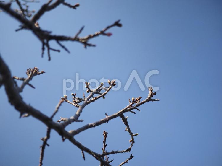 咲き始めのカンヒザクラ