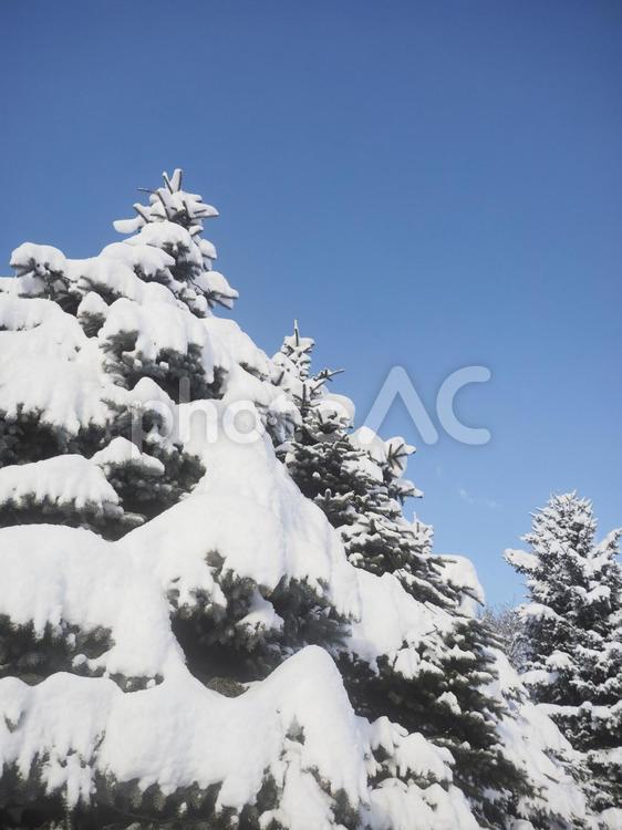 冬の木と青空（北海道札幌市）