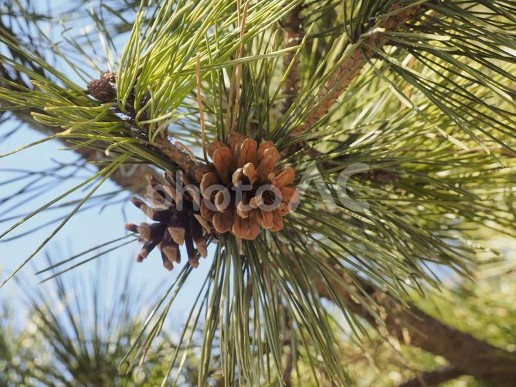 松ぼっくり（北海道函館市、3月）