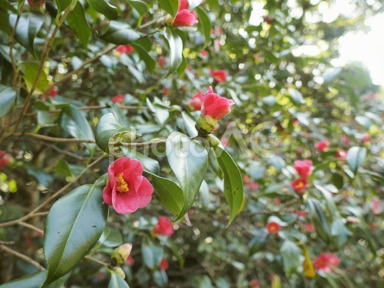 ツバキ（沖縄県那覇市）