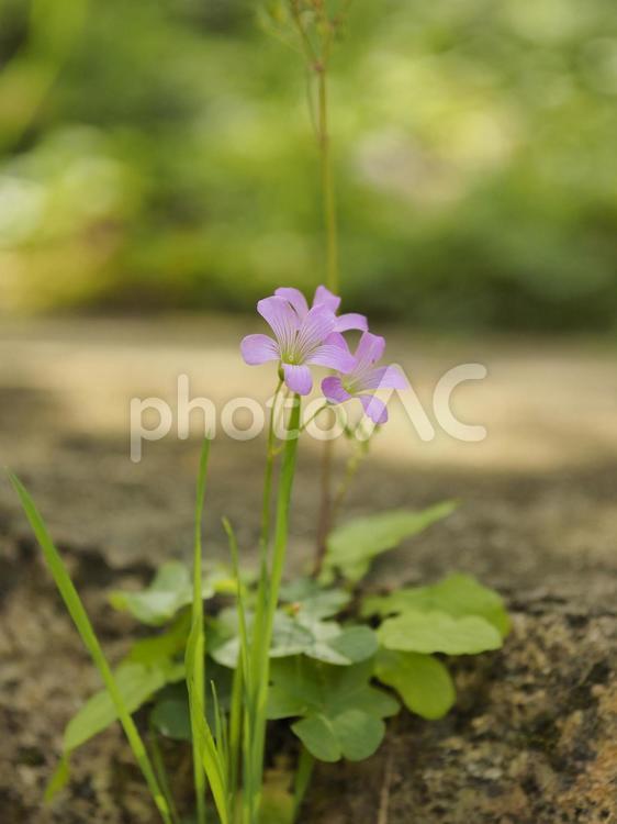 リュウキュウコスミレ_末吉公園（沖縄県那覇市首里）