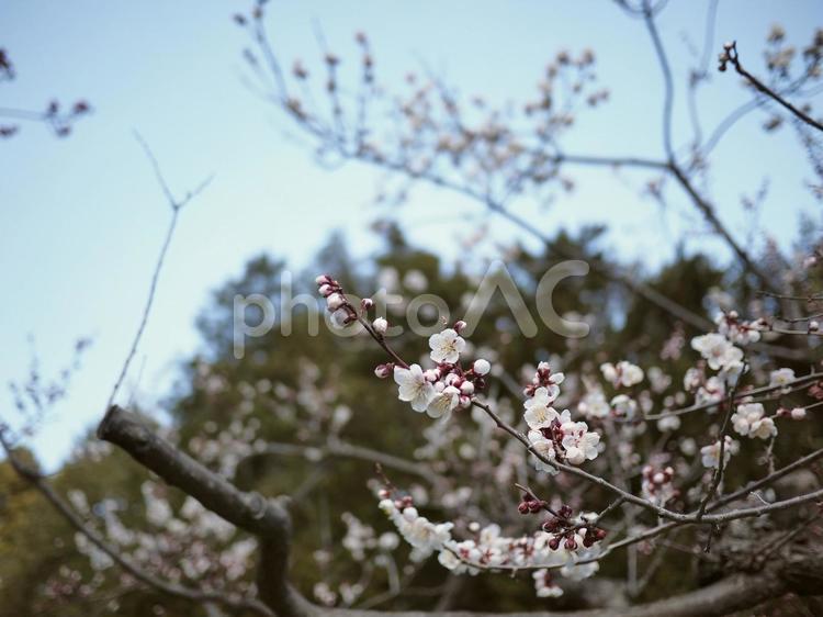 梅の花（北海道札幌市、円山公園）