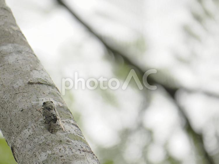 ニイニイゼミ（沖縄県那覇市首里末吉町）