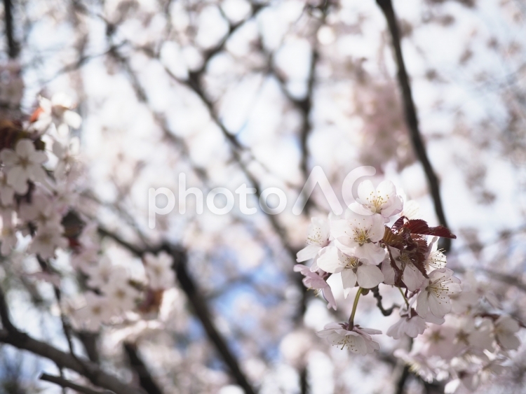 エゾヤマザクラ（北海道札幌市、大通公園）