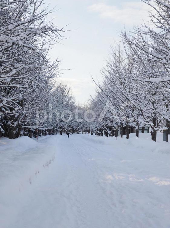 雪積の冬風景(中島公園、北海道札幌市）