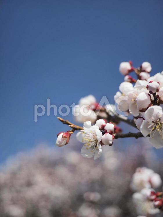梅の花（北海道札幌市、円山公園）