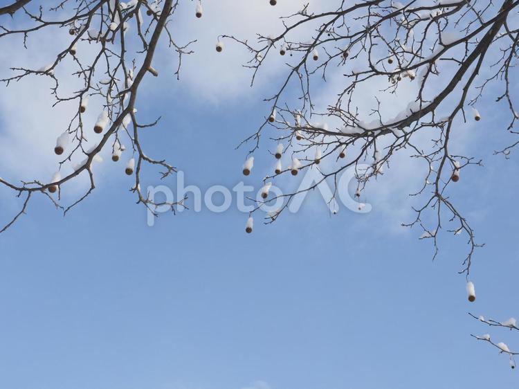 冬の木と青空（北海道札幌市）
