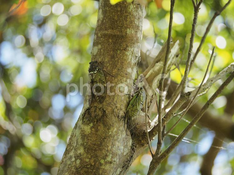 アブラゼミとクマゼミ（沖縄県浦添市）