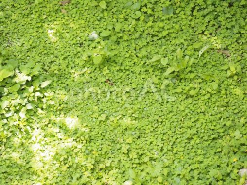 野草群_末吉公園（沖縄県那覇市首里）