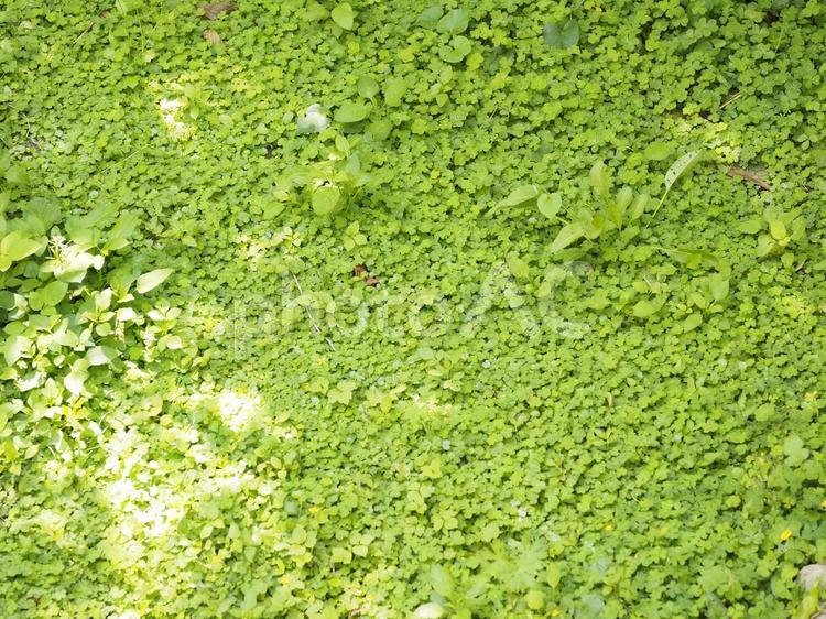 野草群_末吉公園（沖縄県那覇市首里）