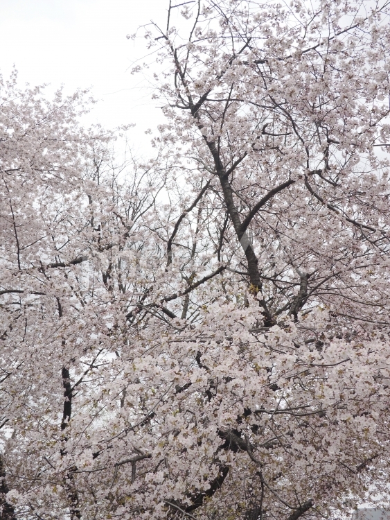 エゾヤマザクラ（北海道札幌市、大通公園）