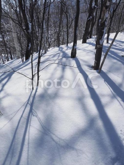 冬山の木々の影（北海道札幌市）