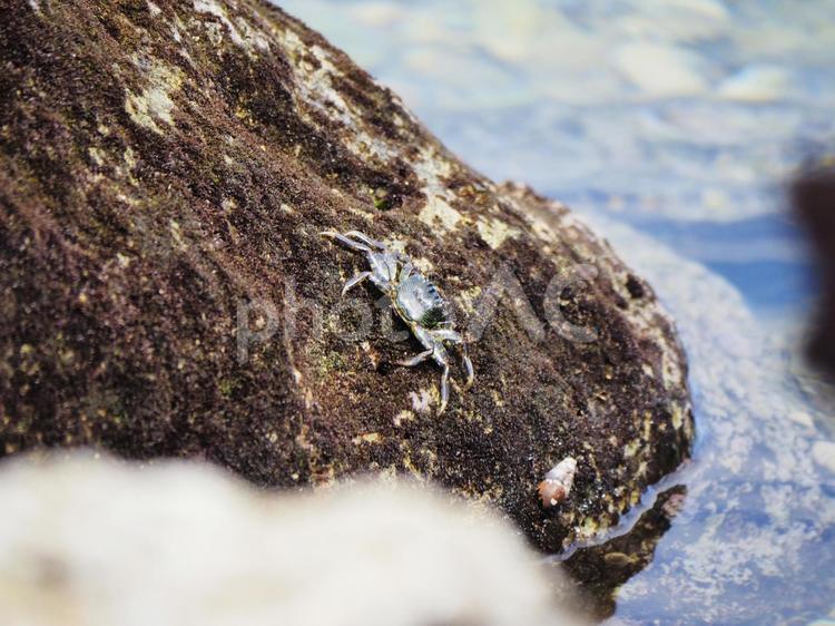 イワガニ_慶座絶壁（ギーザバンタ）(沖縄県八重瀬町)