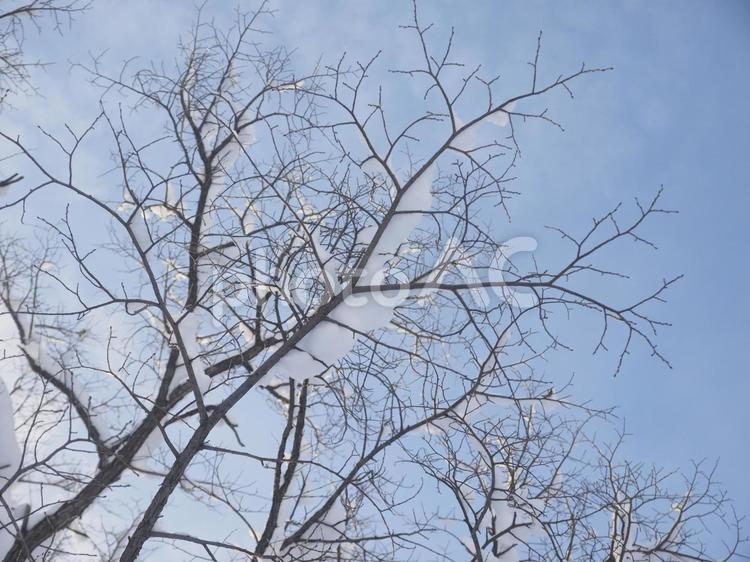 冬の木と青空（北海道札幌市）