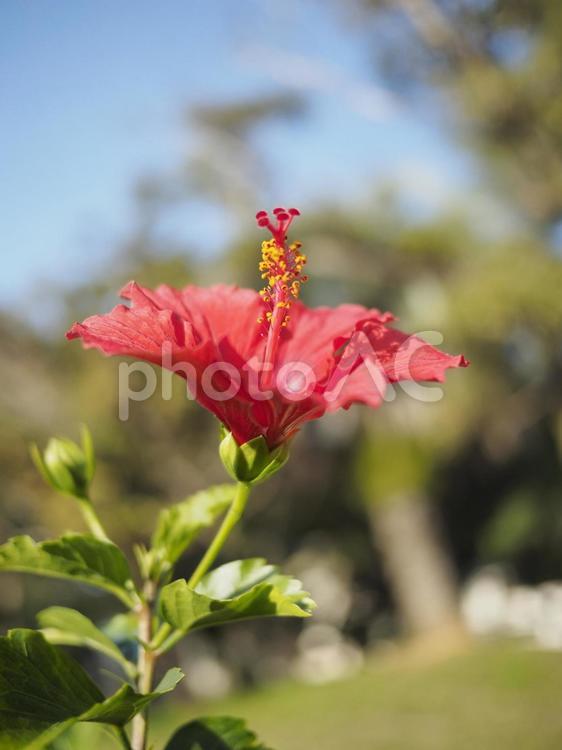 ハイビスカス（沖縄県那覇市）